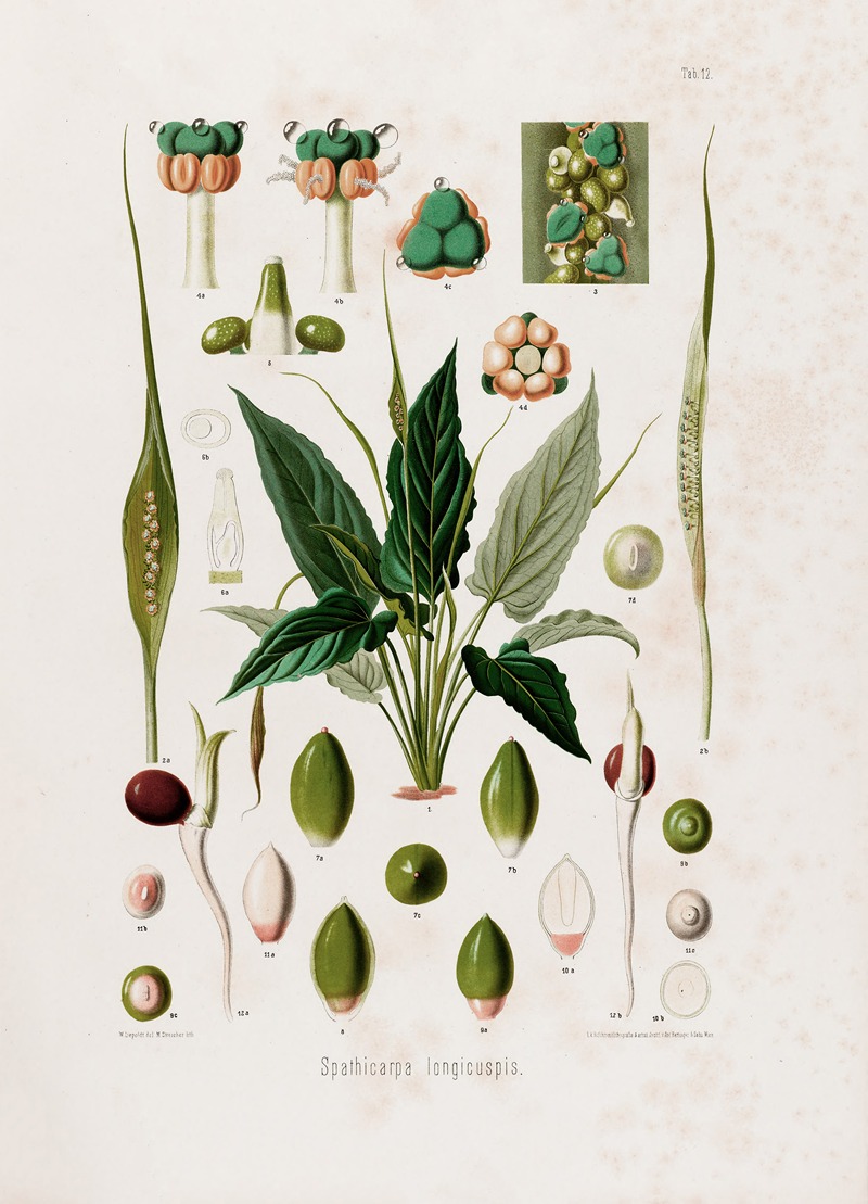 Aroideae Maximilianae Pl.12 by Heinrich Wilhelm Schott, 1879 — digital art print download