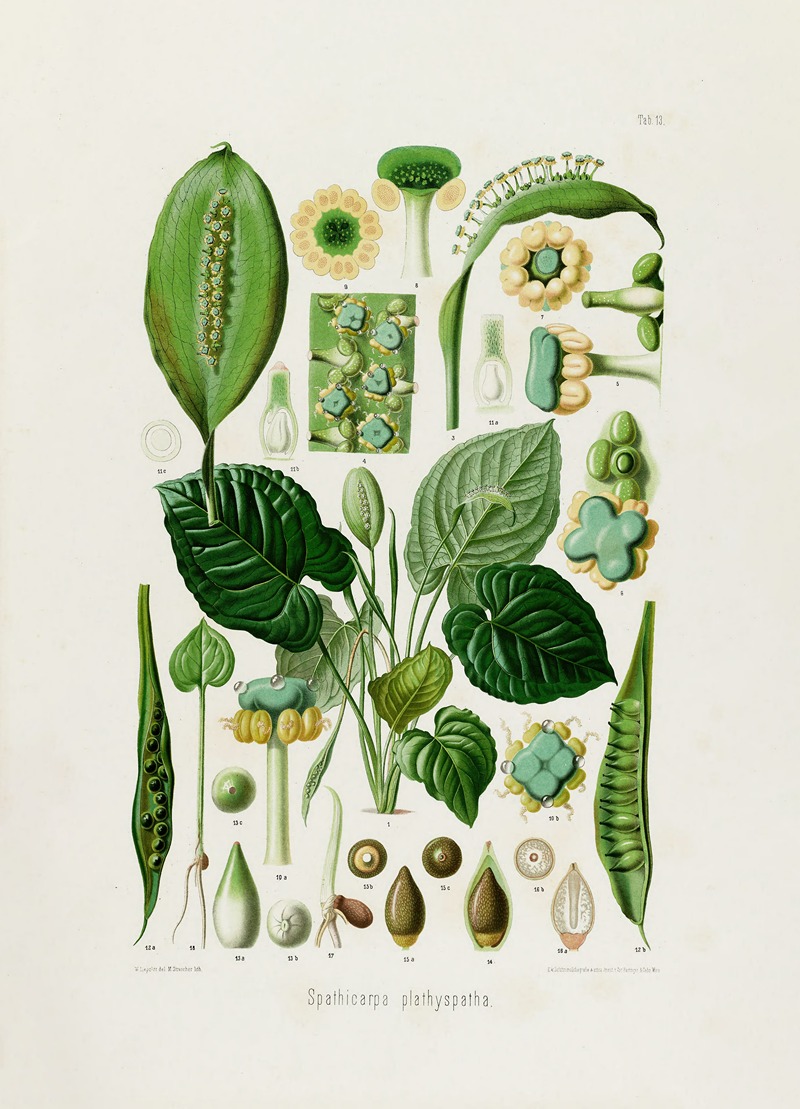 Aroideae Maximilianae Pl.13 by Heinrich Wilhelm Schott, 1879 — digital art print download