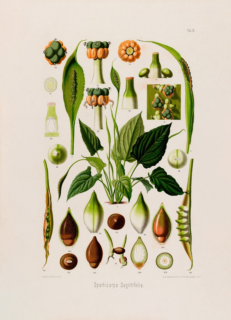 Aroideae Maximilianae Pl.14 by Heinrich Wilhelm Schott, 1879 — digital art print download