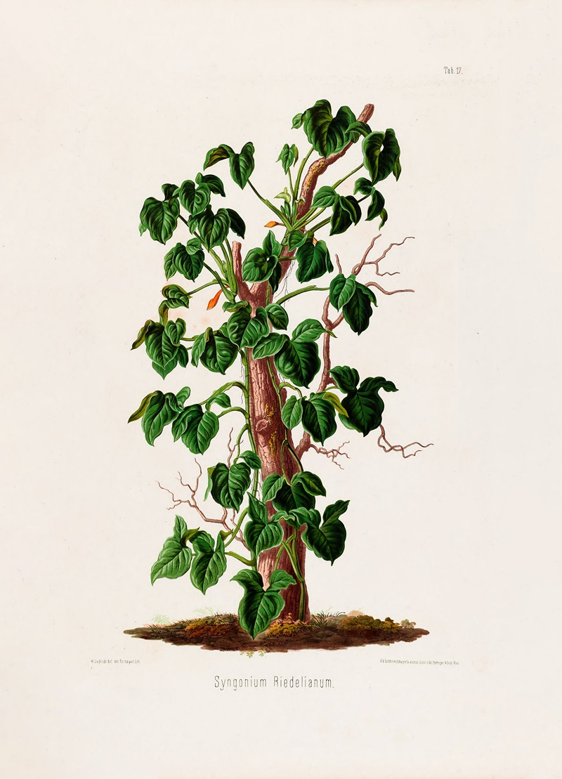 Aroideae Maximilianae Pl.17 by Heinrich Wilhelm Schott, 1879 — digital art print download