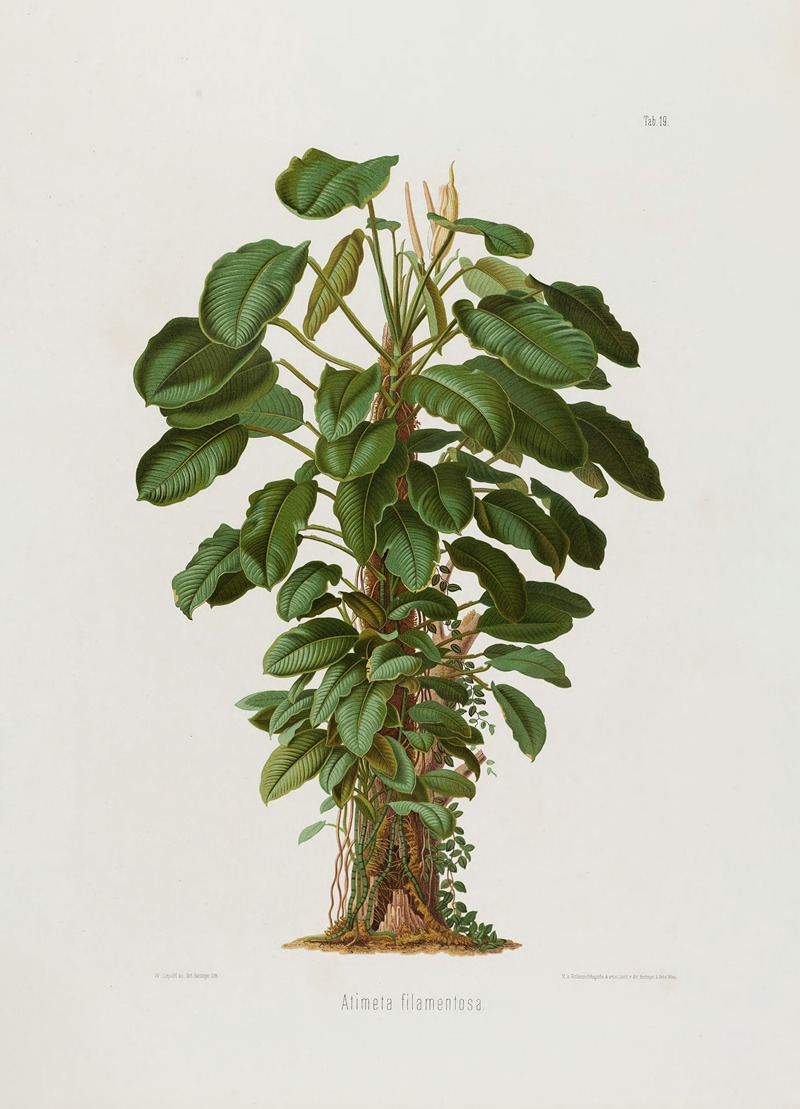 Aroideae Maximilianae Pl.19 by Heinrich Wilhelm Schott, 1879 — digital art print download