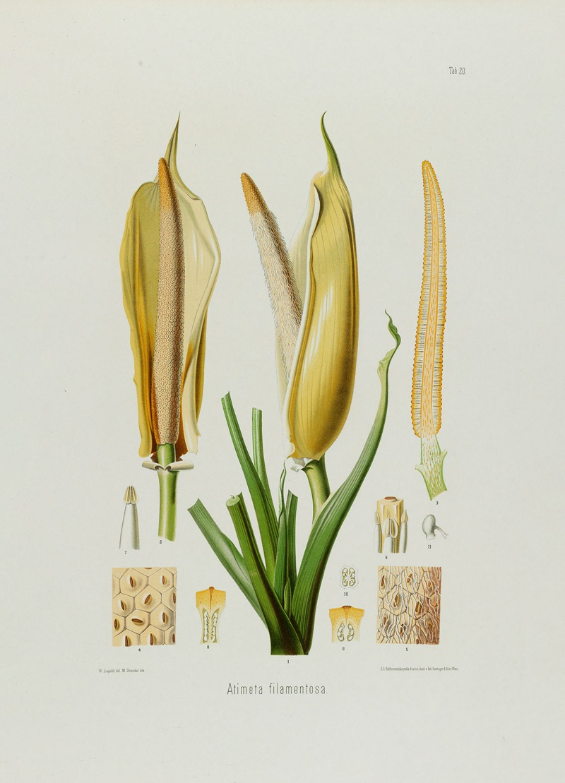 Aroideae Maximilianae Pl.20 by Heinrich Wilhelm Schott, 1879 — digital art print download