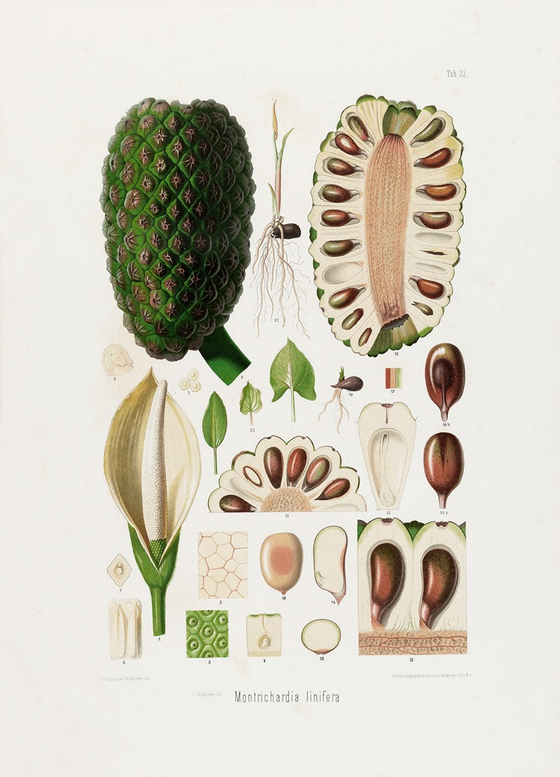 Aroideae Maximilianae Pl.22 by Heinrich Wilhelm Schott, 1879 — digital art print download