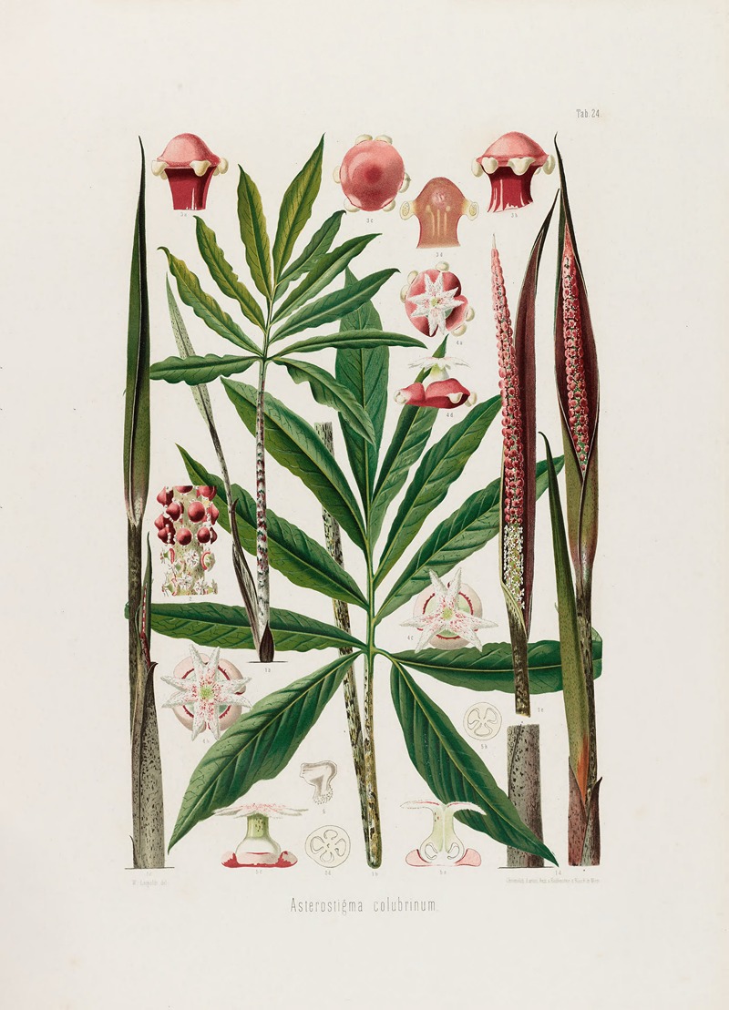 Aroideae Maximilianae Pl.24 by Heinrich Wilhelm Schott, 1879 — digital art print download