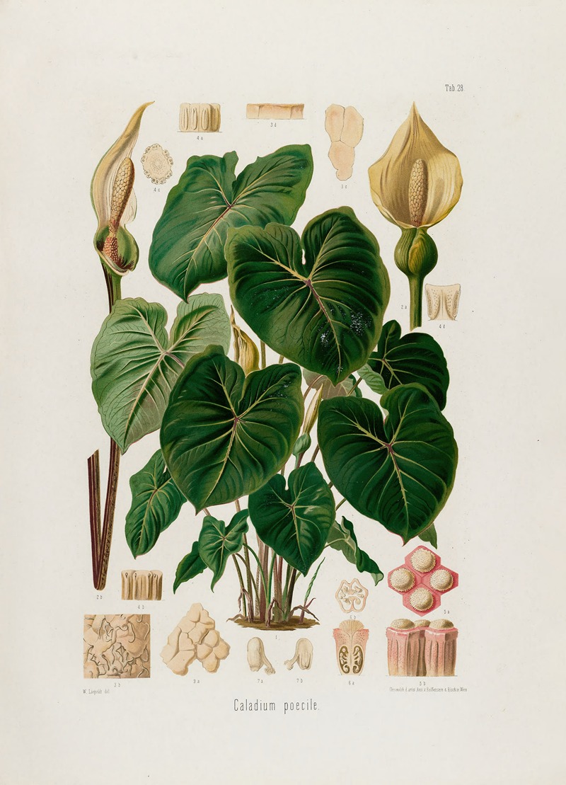 Aroideae Maximilianae Pl.28 by Heinrich Wilhelm Schott, 1879 — digital art print download
