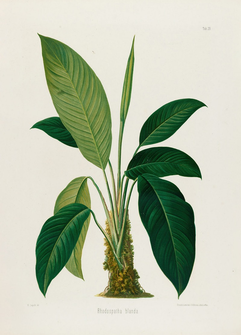 Aroideae Maximilianae Pl.29 by Heinrich Wilhelm Schott, 1879 — digital art print download