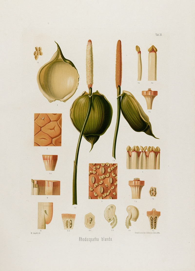 Aroideae Maximilianae Pl.30 by Heinrich Wilhelm Schott, 1879 — digital art print download