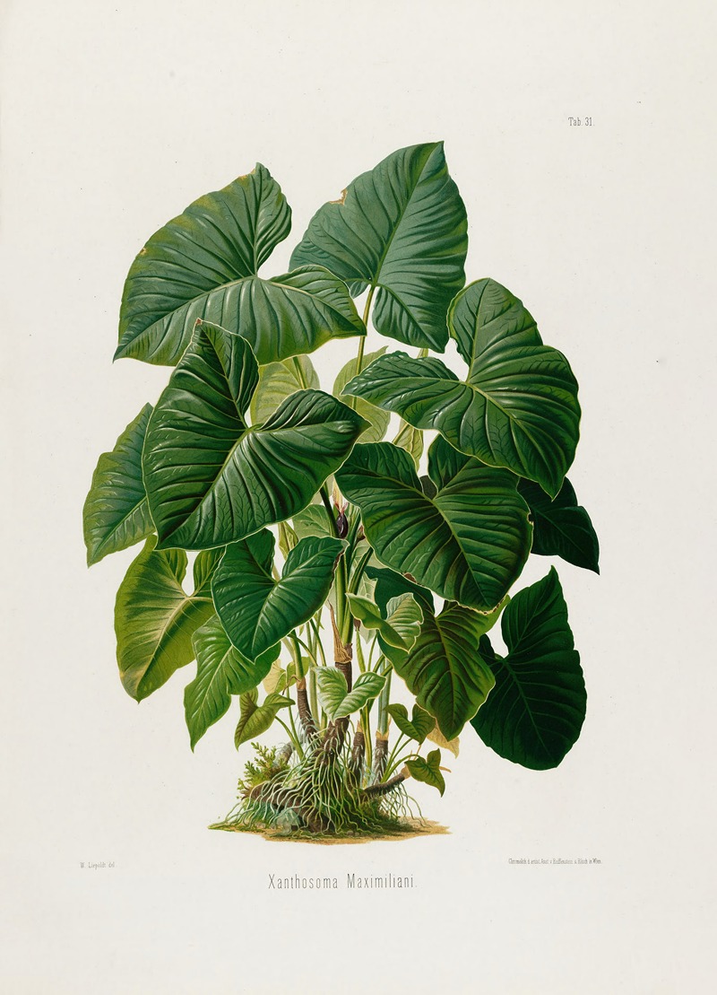 Aroideae Maximilianae Pl.31 by Heinrich Wilhelm Schott, 1879 — digital art print download