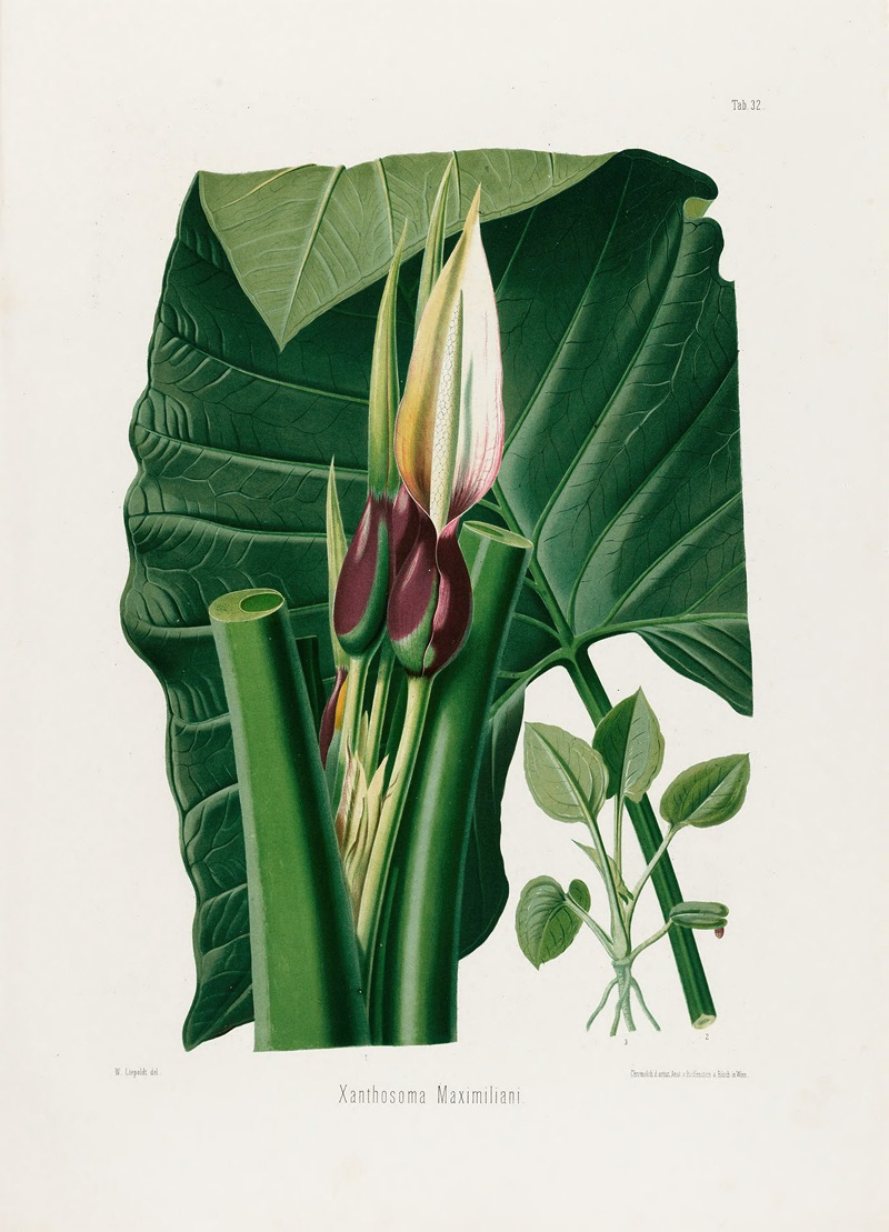 Aroideae Maximilianae Pl.32 by Heinrich Wilhelm Schott, 1879 — digital art print download