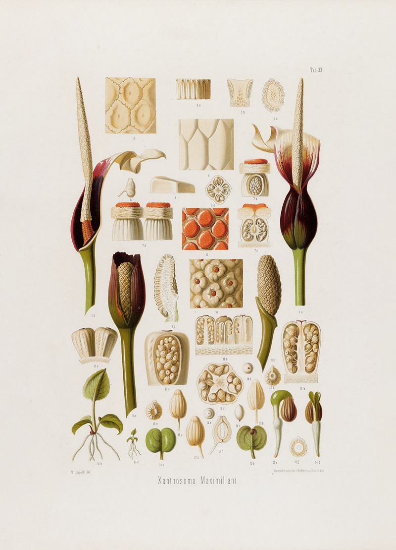 Aroideae Maximilianae Pl.33 by Heinrich Wilhelm Schott, 1879 — digital art print download