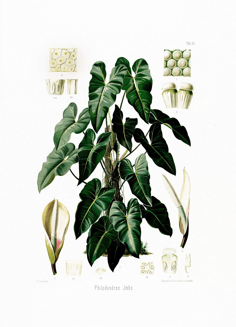 Aroideae Maximilianae Pl.34 by Heinrich Wilhelm Schott, 1879 — digital art print download
