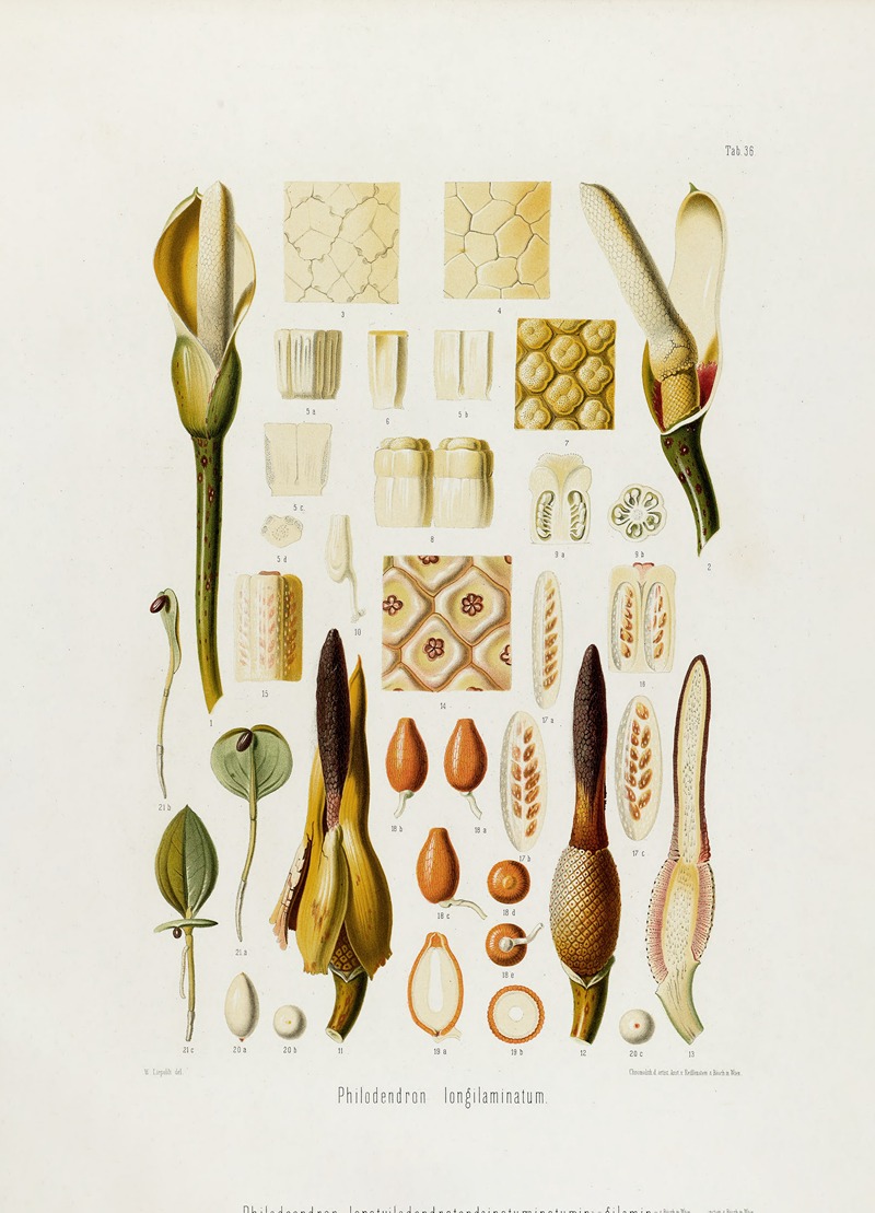 Aroideae Maximilianae Pl.36 by Heinrich Wilhelm Schott, 1879 — digital art print download