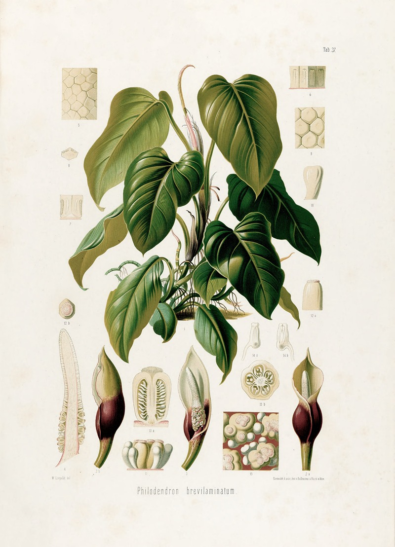 Aroideae Maximilianae Pl.37 by Heinrich Wilhelm Schott, 1879 — digital art print download