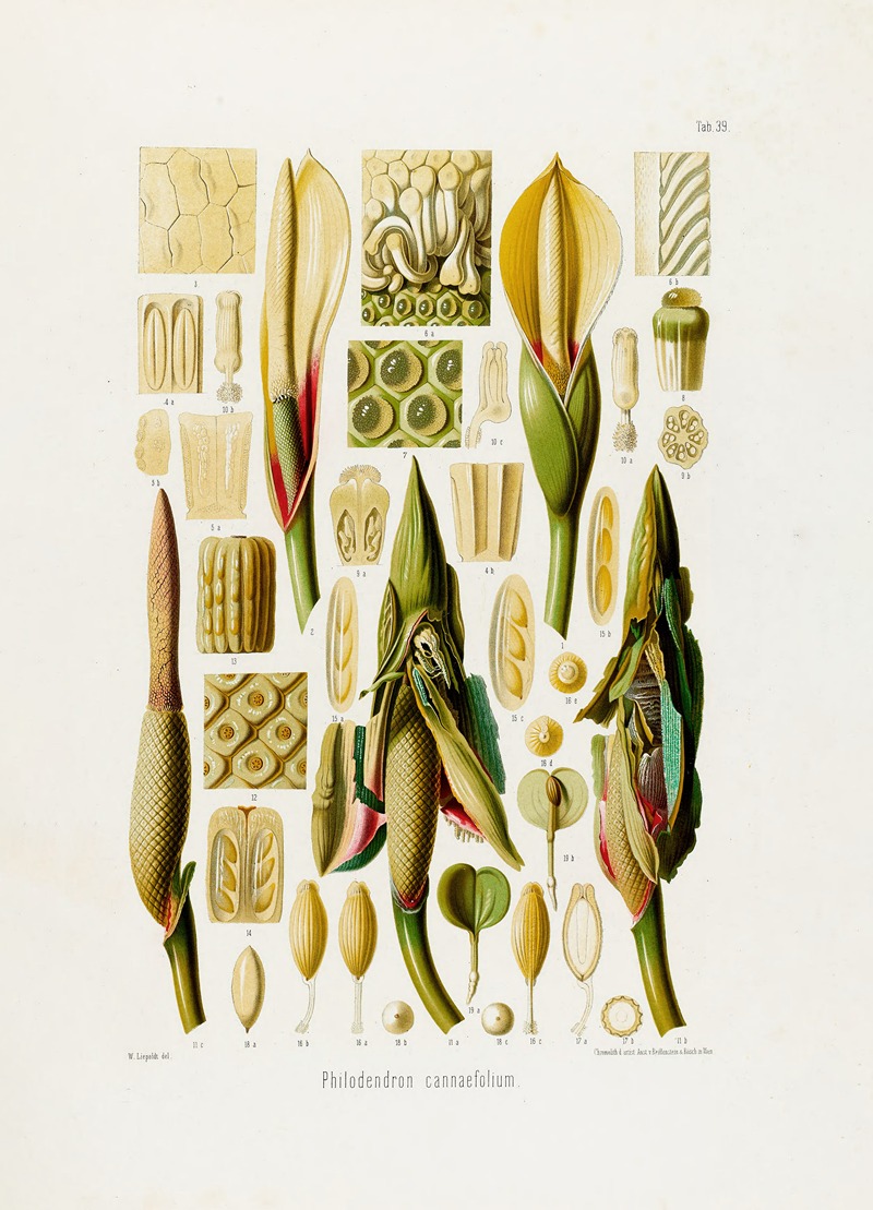 Aroideae Maximilianae Pl.39 by Heinrich Wilhelm Schott, 1879 — digital art print download