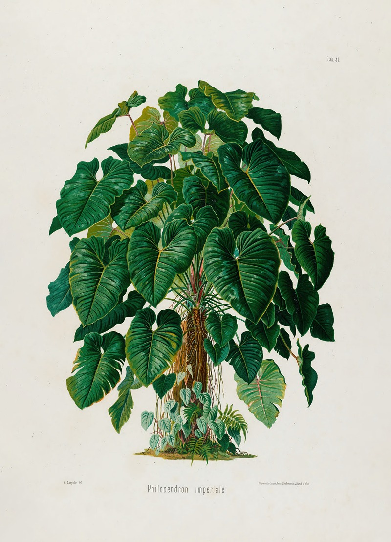 Aroideae Maximilianae Pl.41 by Heinrich Wilhelm Schott, 1879 — digital art print download
