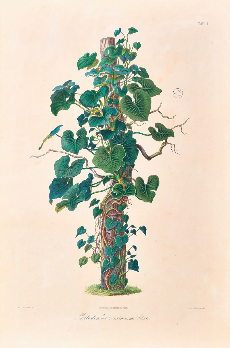 Icones Aroidearum Pl.01 by Heinrich Wilhelm Schott, 1857 — digital art print download