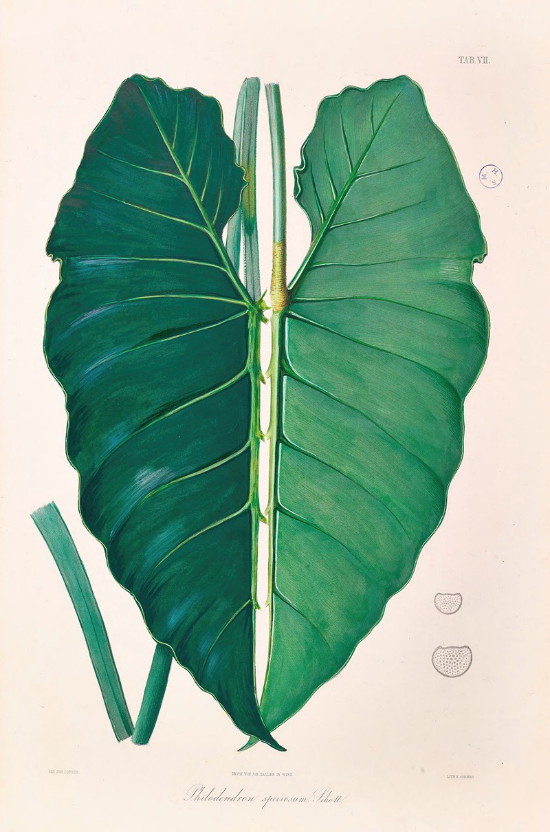 Icones Aroidearum Pl.07 by Heinrich Wilhelm Schott, 1857 — digital art print download