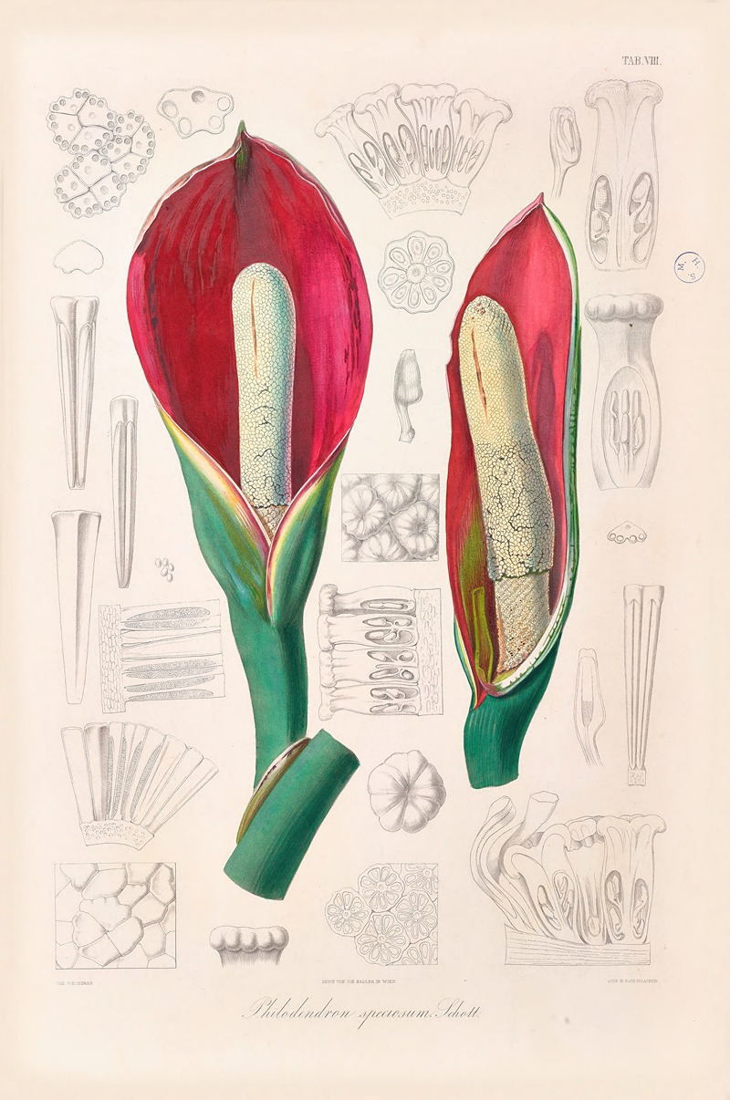 Icones Aroidearum Pl.08 by Heinrich Wilhelm Schott, 1857 — digital art print download