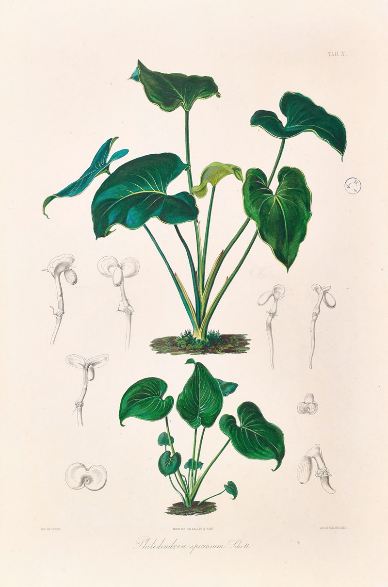 Icones Aroidearum Pl.10 by Heinrich Wilhelm Schott, 1857 — digital art print download
