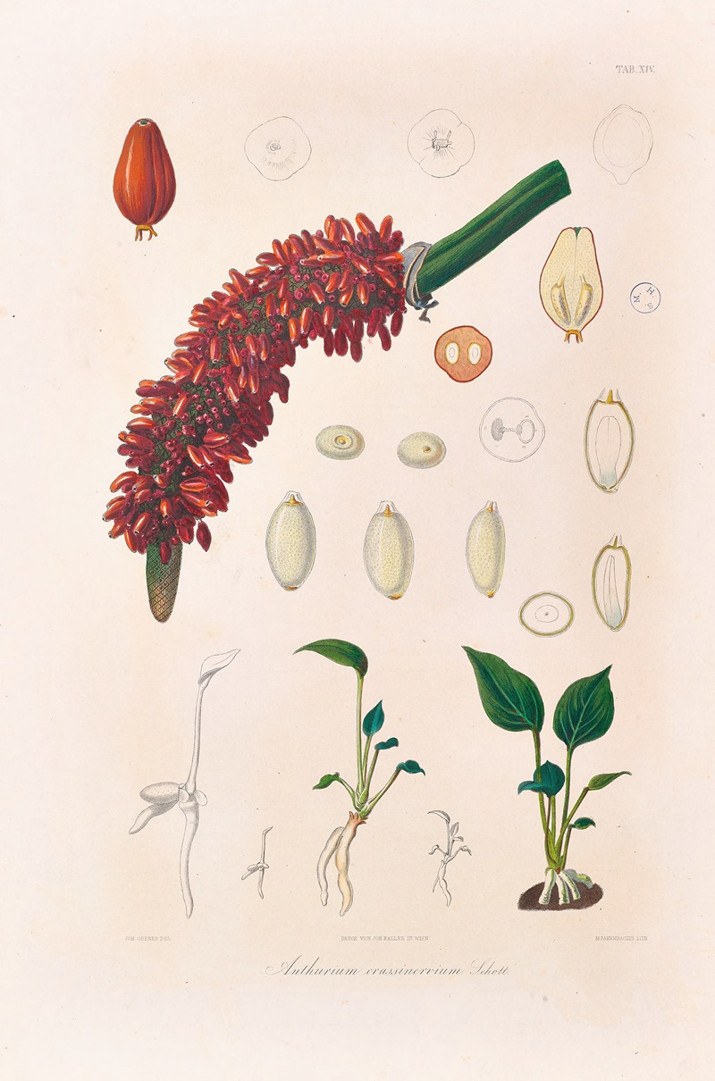 Icones Aroidearum Pl.14 by Heinrich Wilhelm Schott, 1857 — digital art print download