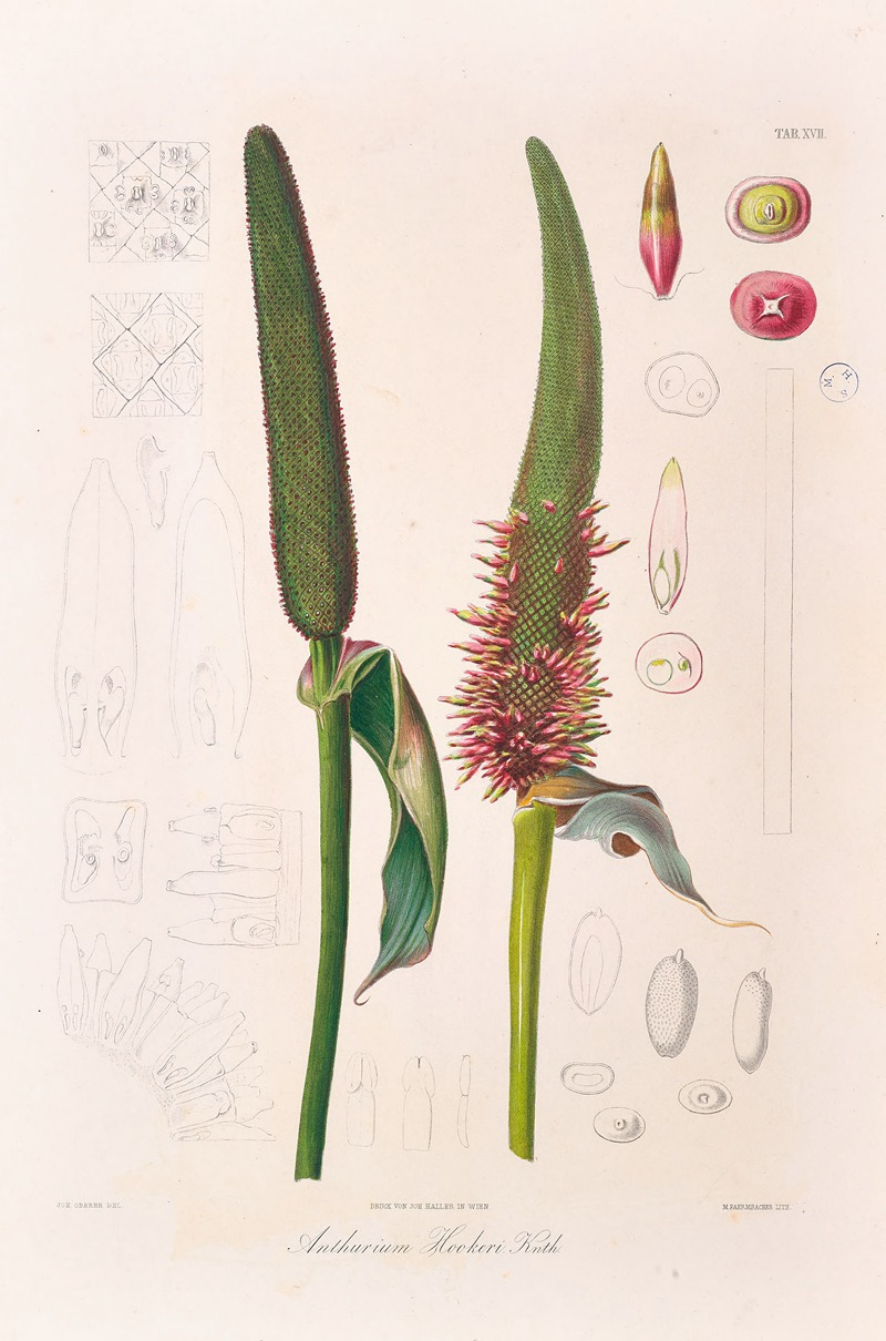 Icones Aroidearum Pl.17 by Heinrich Wilhelm Schott, 1857 — digital art print download