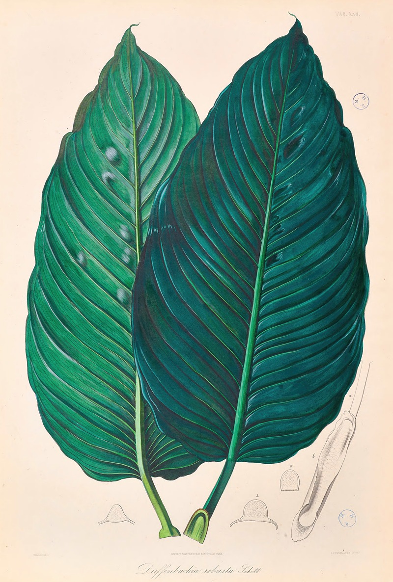 Icones Aroidearum Pl.22 by Heinrich Wilhelm Schott, 1857 — digital art print download