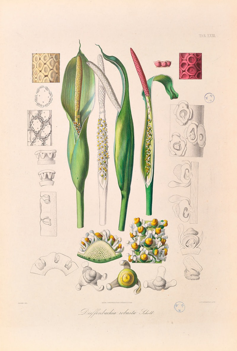 Icones Aroidearum Pl.23 by Heinrich Wilhelm Schott, 1857 — digital art print download