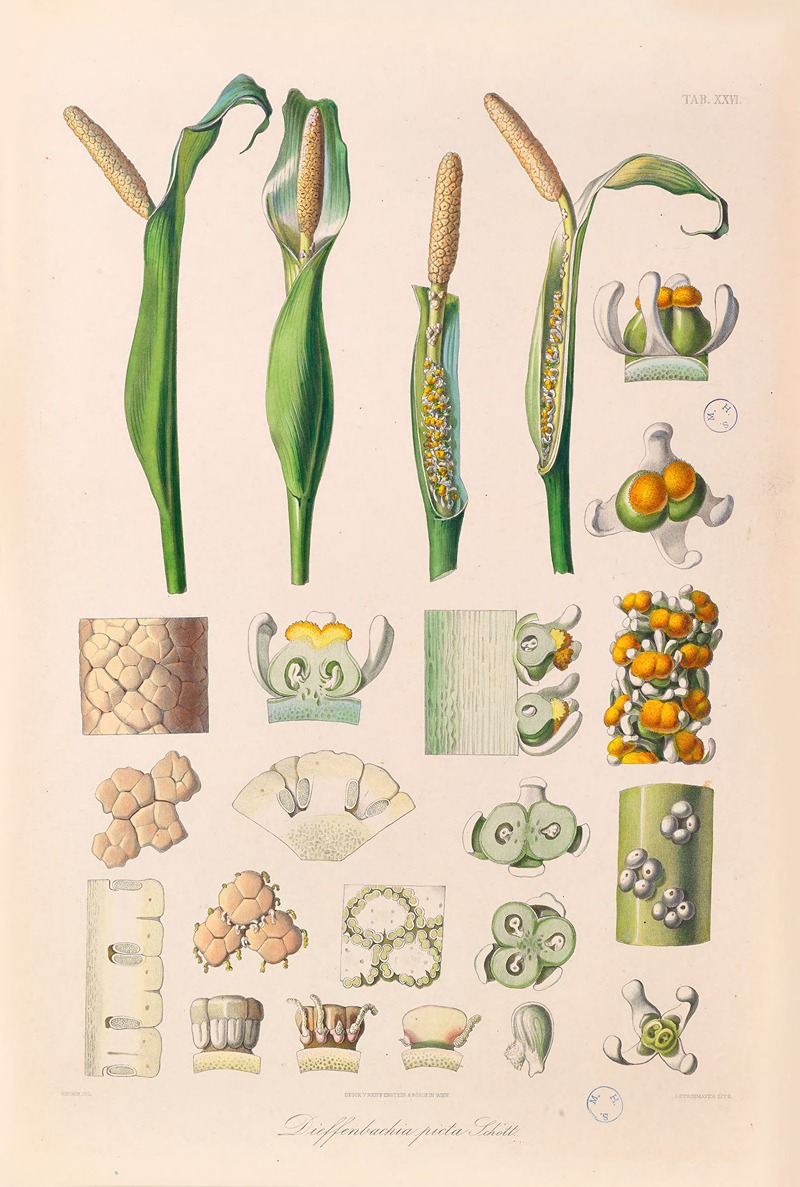 Icones Aroidearum Pl.26 by Heinrich Wilhelm Schott, 1857 — digital art print download