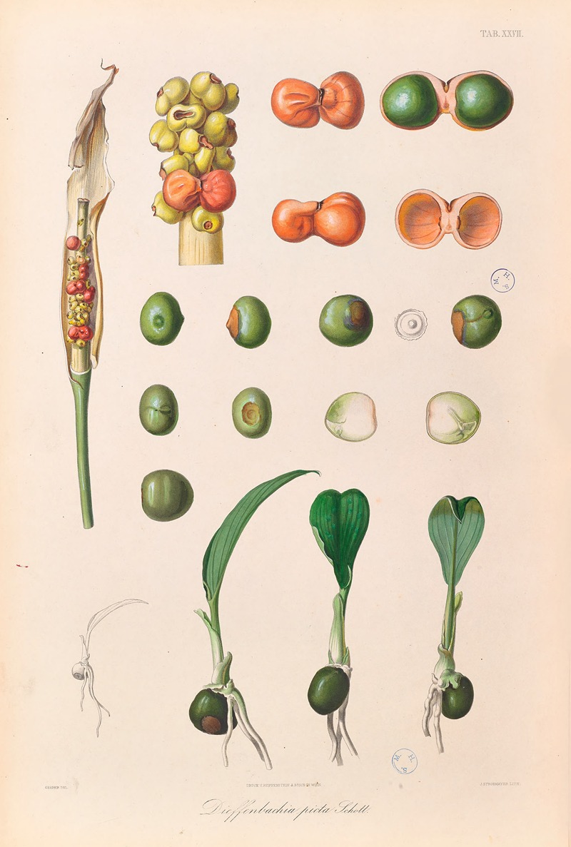 Icones Aroidearum Pl.27 by Heinrich Wilhelm Schott, 1857 — digital art print download