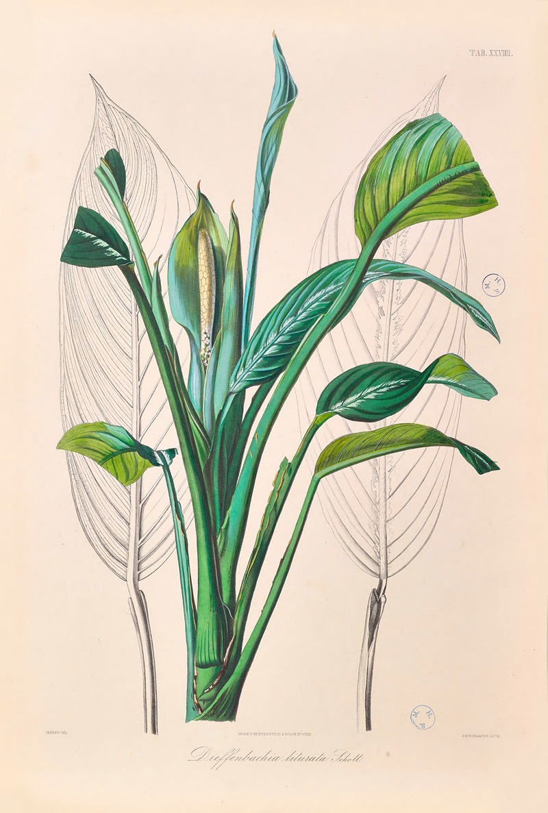 Icones Aroidearum Pl.29 by Heinrich Wilhelm Schott, 1857 — digital art print download