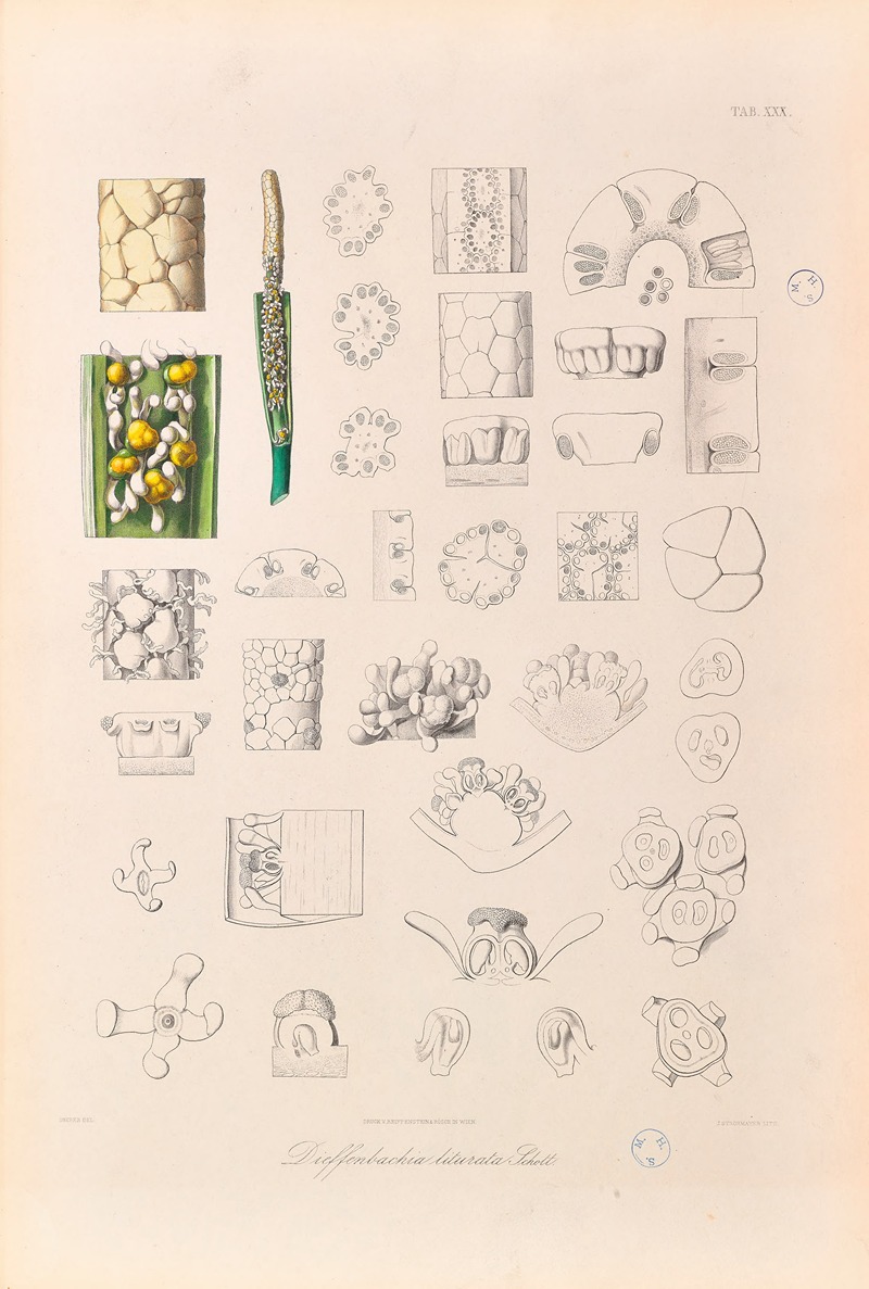 Icones Aroidearum Pl.30 by Heinrich Wilhelm Schott, 1857 — digital art print download
