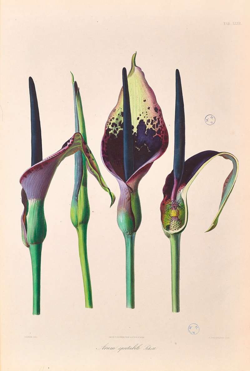 Icones Aroidearum Pl.32 by Heinrich Wilhelm Schott, 1857 — digital art print download