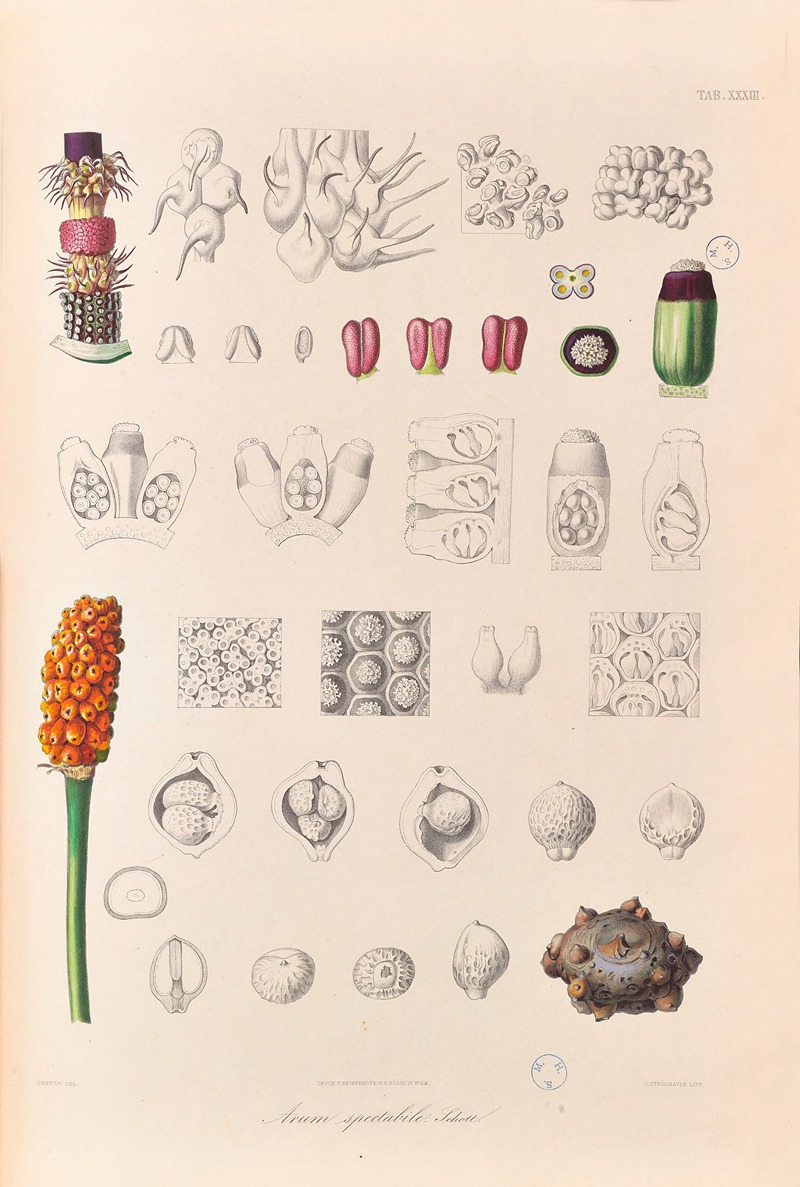 Icones Aroidearum Pl.33 by Heinrich Wilhelm Schott, 1857 — digital art print download