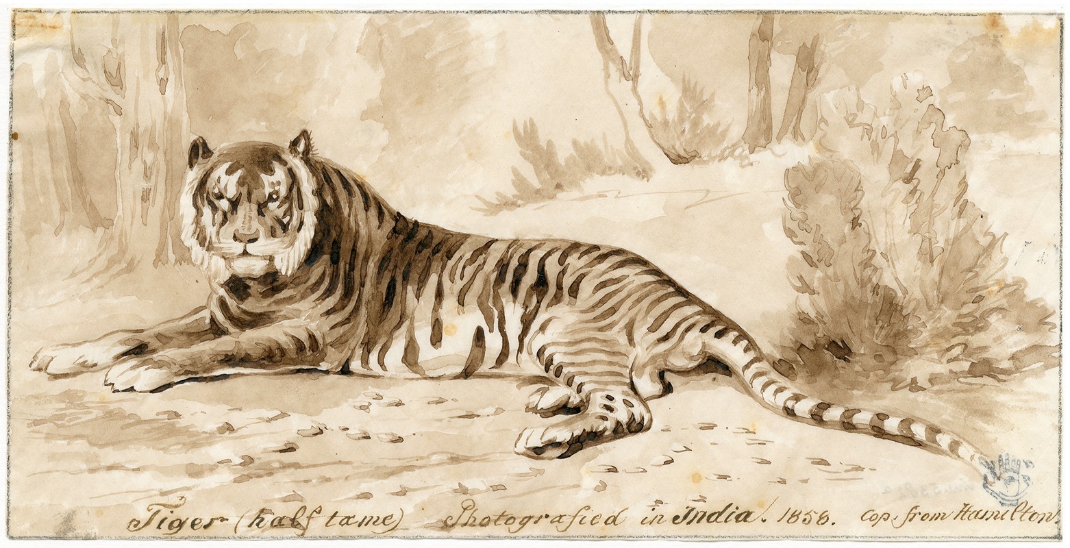 Een liggende tijger by Питер ван Лун, 1858 — digital art print download
