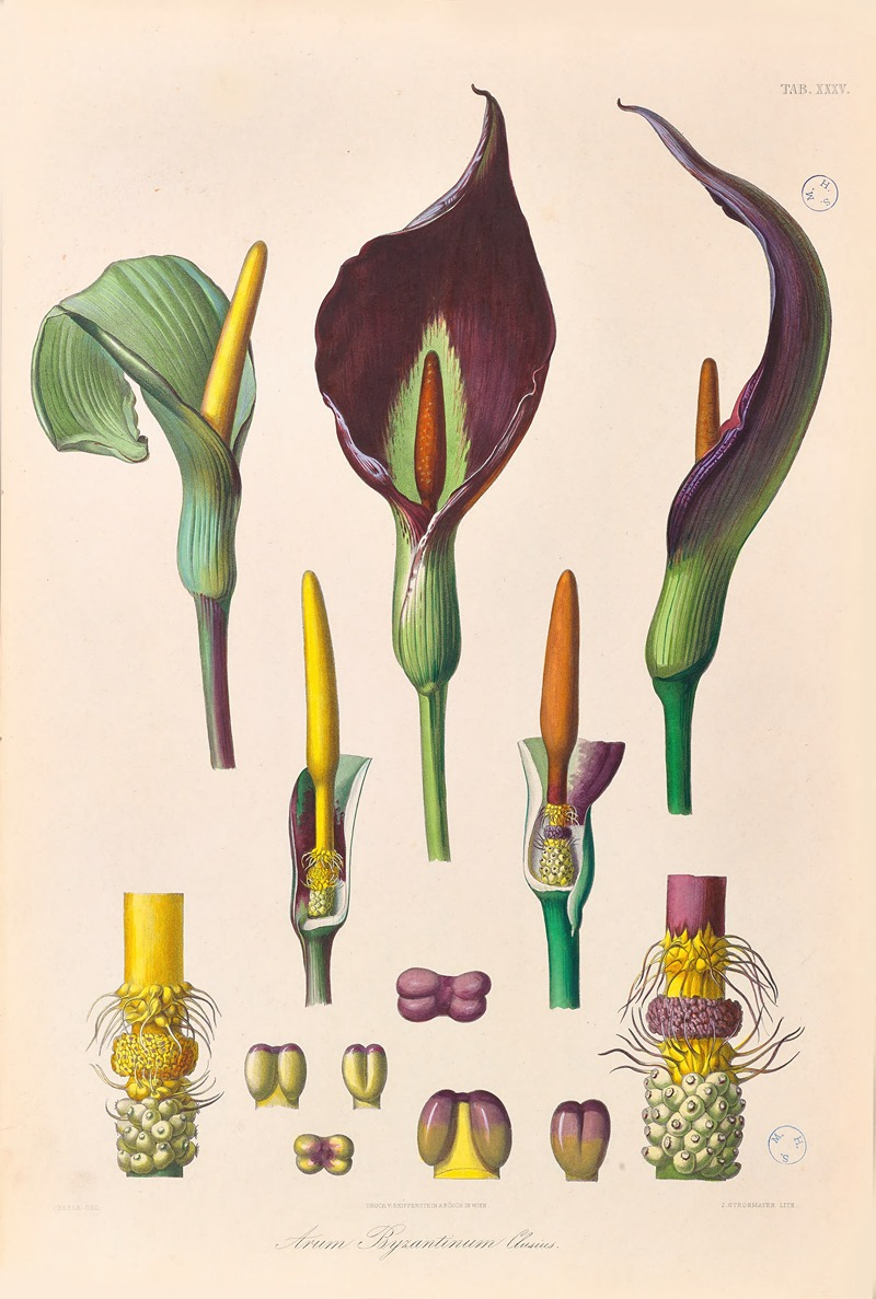Icones Aroidearum Pl.35 by Heinrich Wilhelm Schott, 1857 — digital art print download