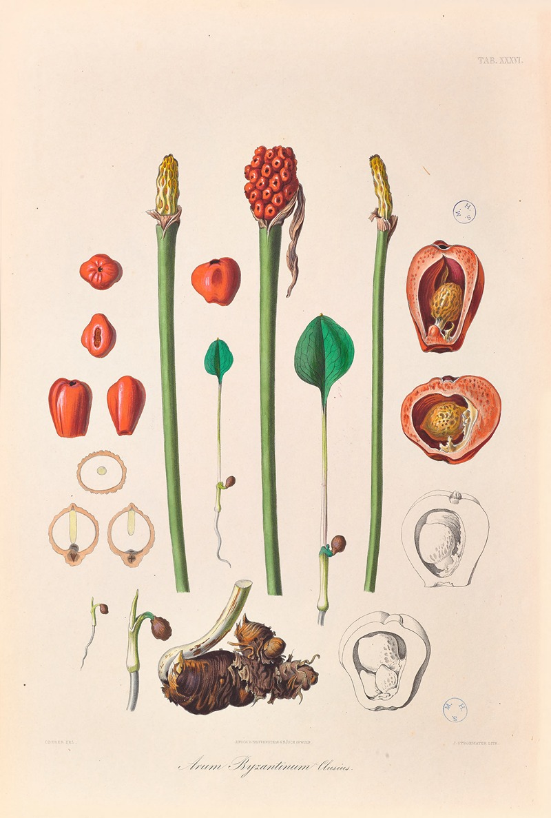 Icones Aroidearum Pl.36 by Heinrich Wilhelm Schott, 1857 — digital art print download