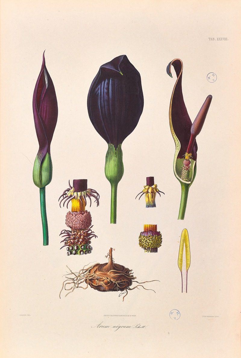 Icones Aroidearum Pl.38 by Heinrich Wilhelm Schott, 1857 — digital art print download