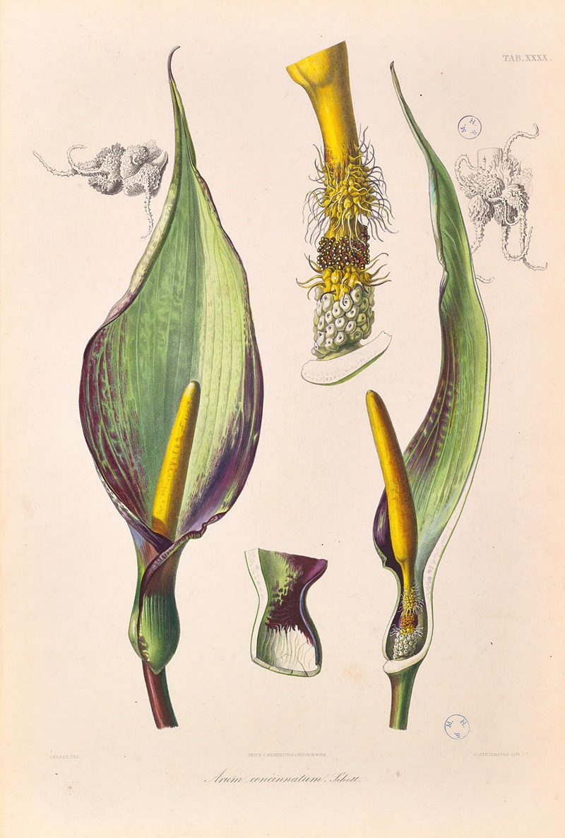 Icones Aroidearum Pl.40 by Heinrich Wilhelm Schott, 1857 — digital art print download