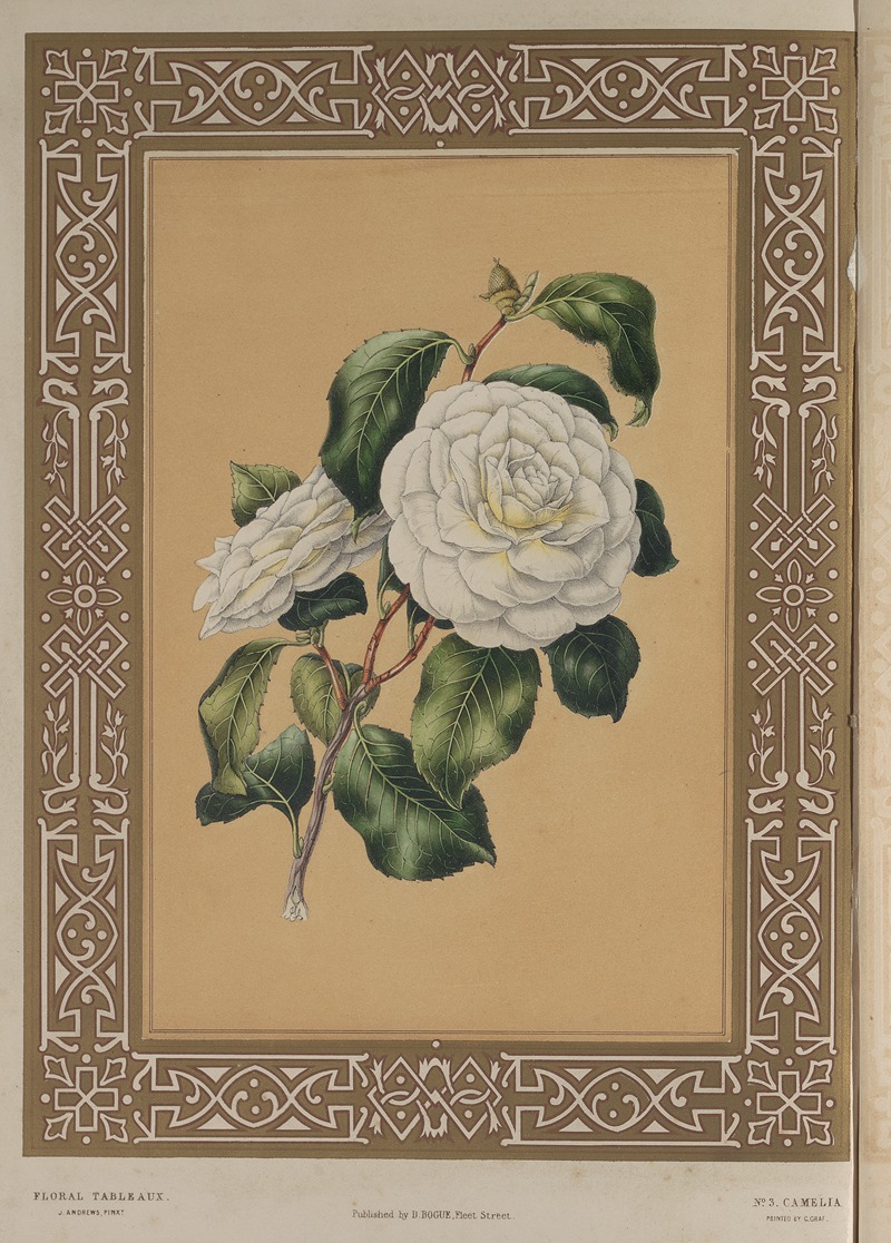 The Camellia by James Andrews, 1847 — digital art print download