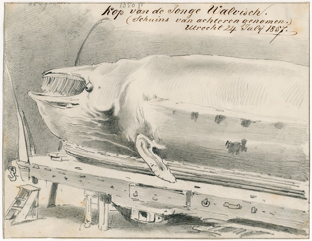Expositie te Le Havre van aangespoelde walvis — Pieter van Loon