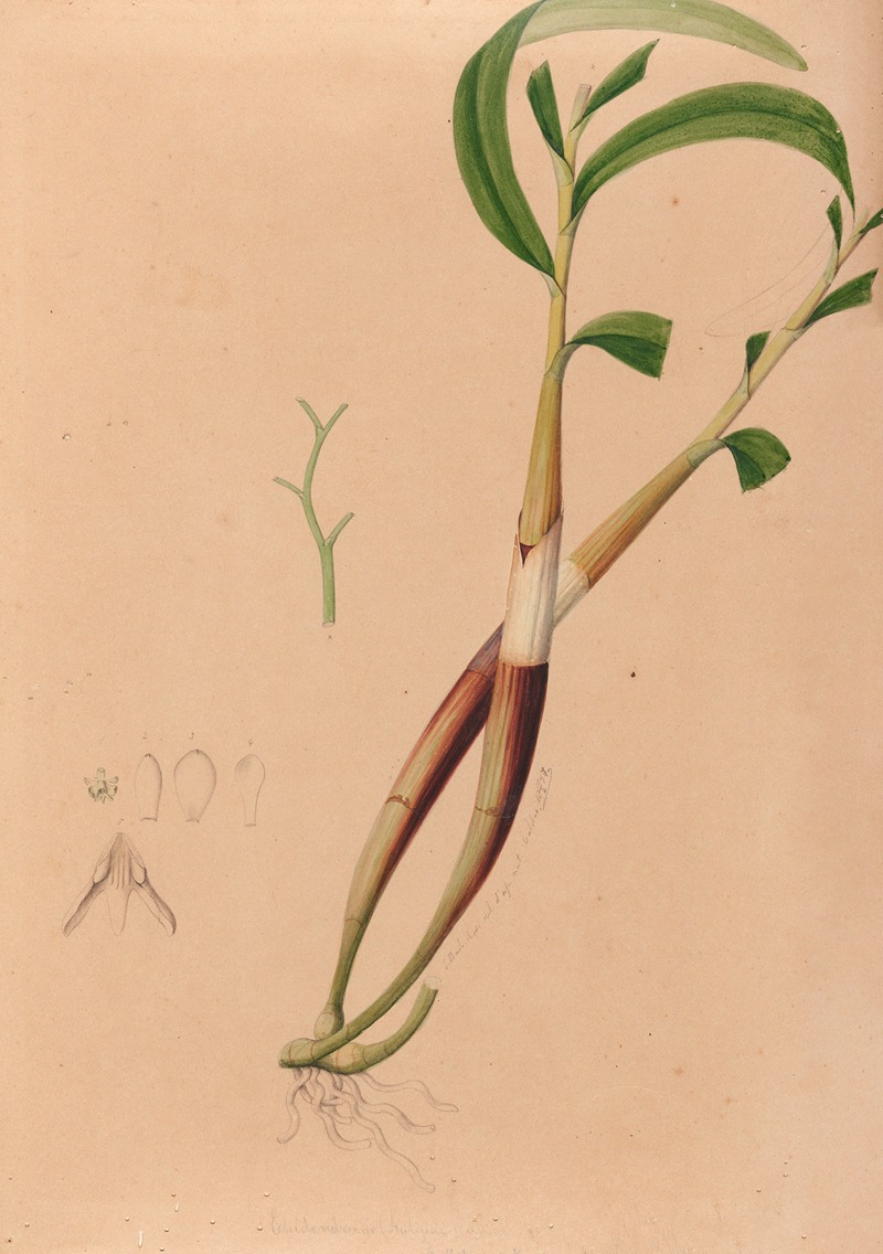 Iconographie des orchidées du Brésil Pl.03 — João Barbosa Rodrigues