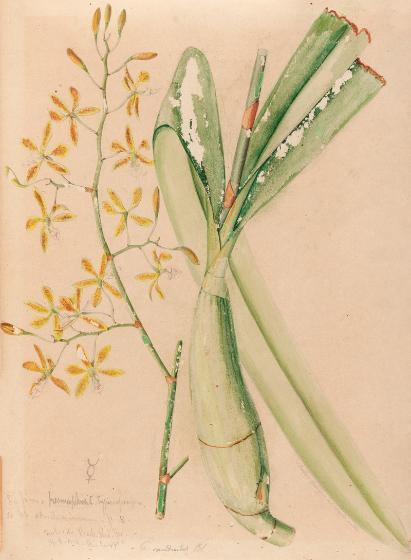 Iconographie des orchidées du Brésil Pl.05 — João Barbosa Rodrigues