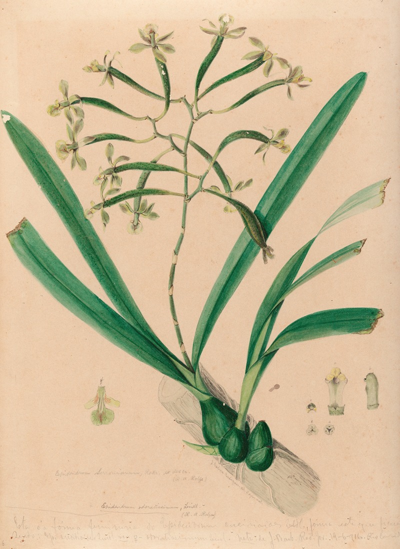 Iconographie des orchidées du Brésil Pl.06 — João Barbosa Rodrigues