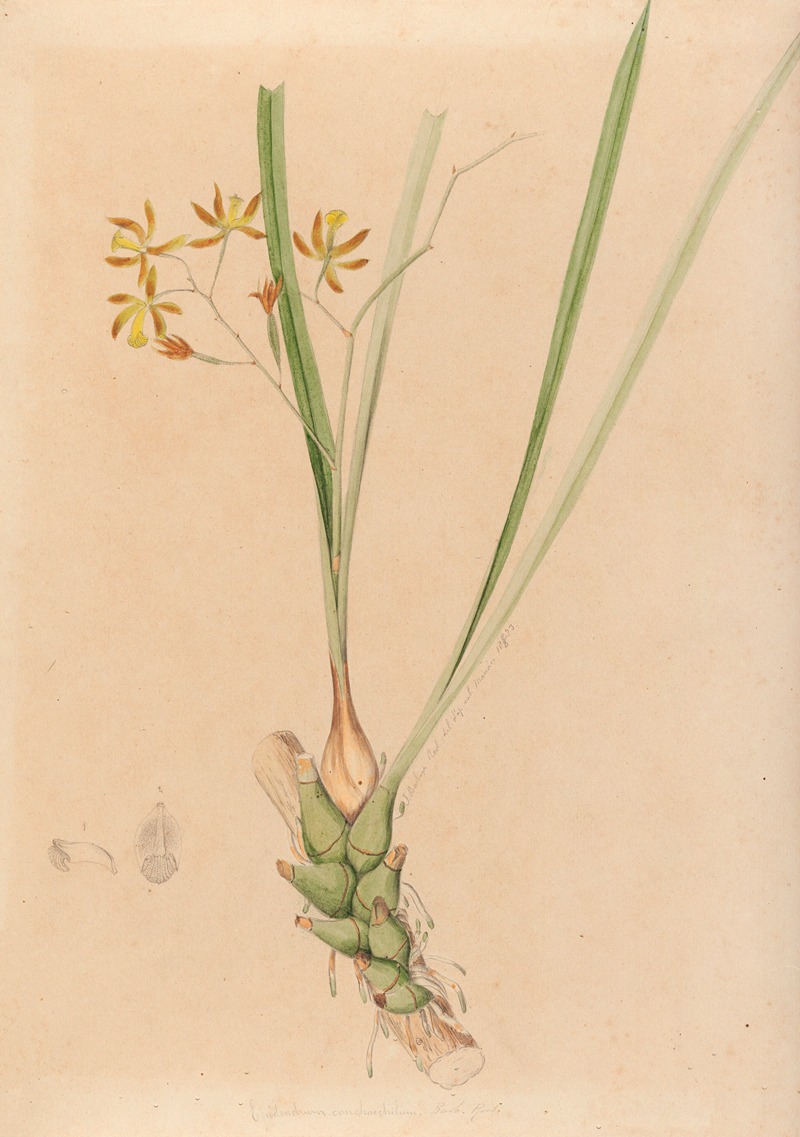 Iconographie des orchidées du Brésil Pl.07 — João Barbosa Rodrigues