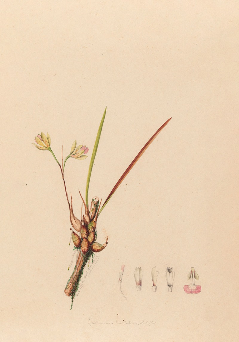 Iconographie des orchidées du Brésil Pl.08 — João Barbosa Rodrigues