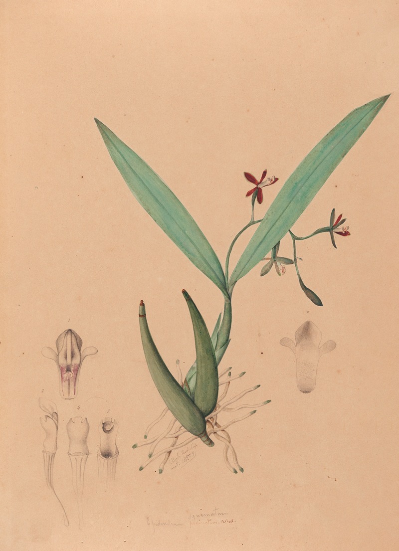 Iconographie des orchidées du Brésil Pl.09 — João Barbosa Rodrigues