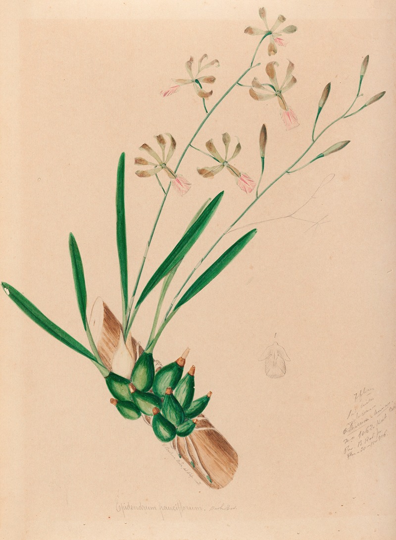 Iconographie des orchidées du Brésil Pl.10 — João Barbosa Rodrigues