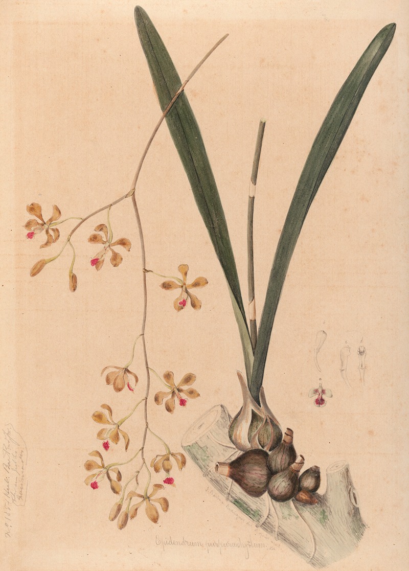 Iconographie des orchidées du Brésil Pl.11 — João Barbosa Rodrigues