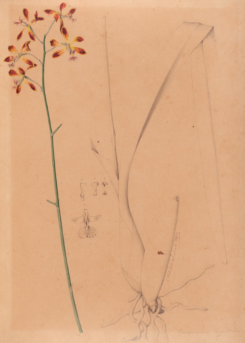 Iconographie des orchidées du Brésil Pl.12 — João Barbosa Rodrigues