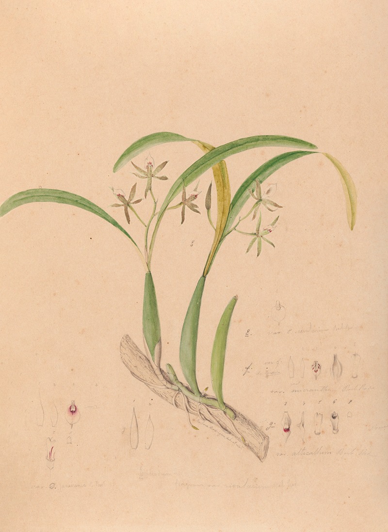 Iconographie des orchidées du Brésil Pl.16 — João Barbosa Rodrigues